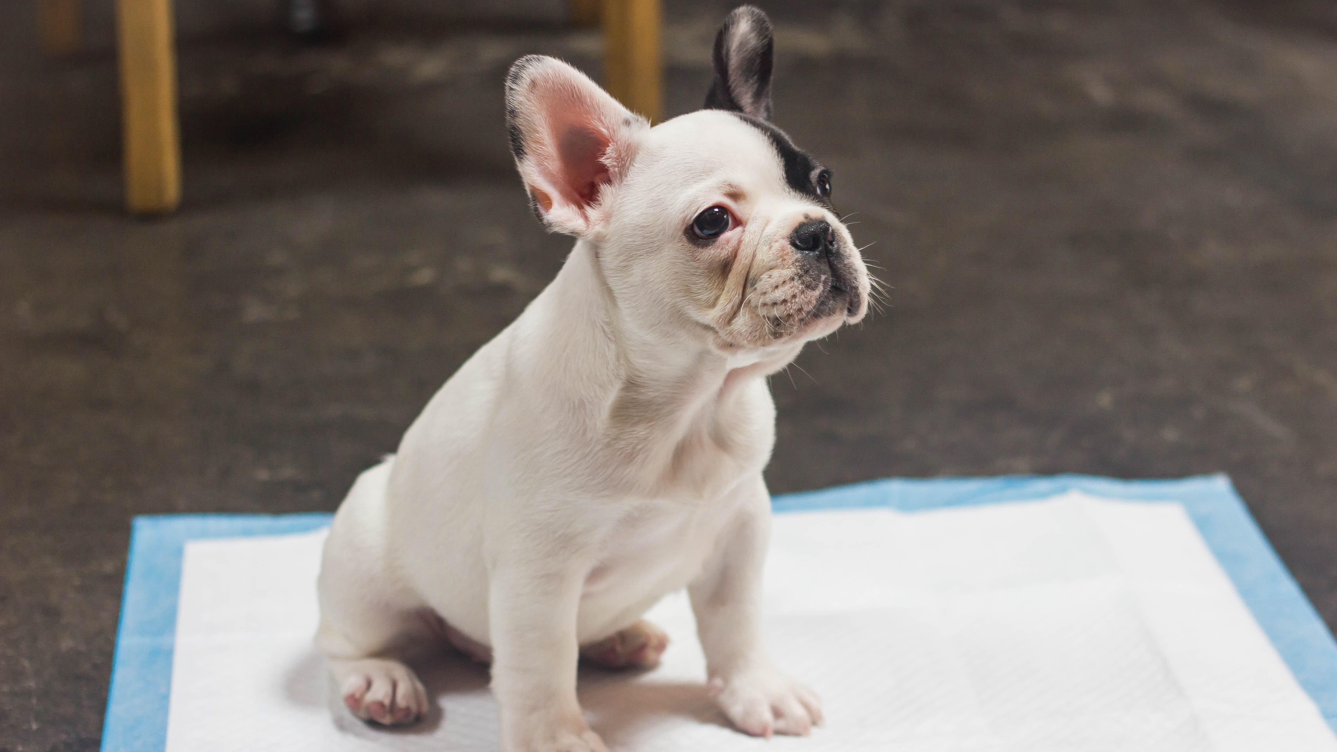 Senior Dog Incontinence Why Is My Old Dog Peeing in the House? BeChewy