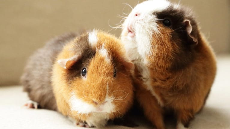 Do male guinea pigs sales smell