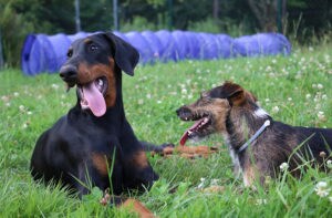 9 Essential Tips for Successful Dog Play Dates