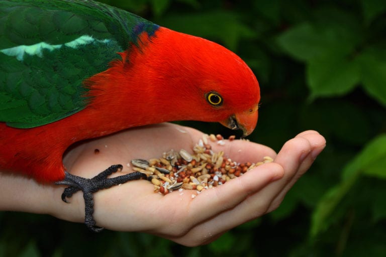 parrot travel with plane