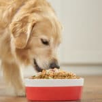 Dog Nutrition: What Makes a Meal Complete and Balanced?