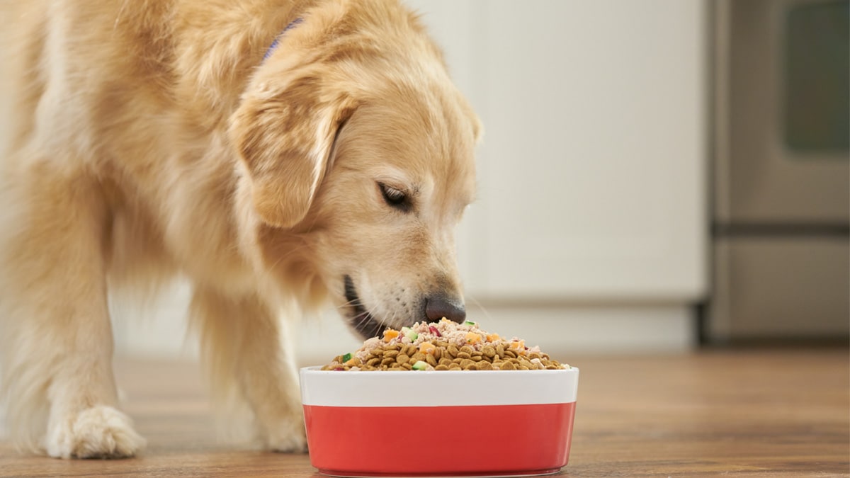 Dog Nutrition What Makes a Meal Complete and Balanced