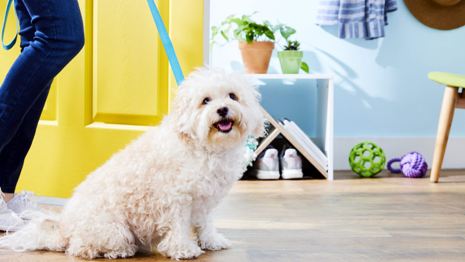 10 Tips for FirstTime Dog Owners BeChewy