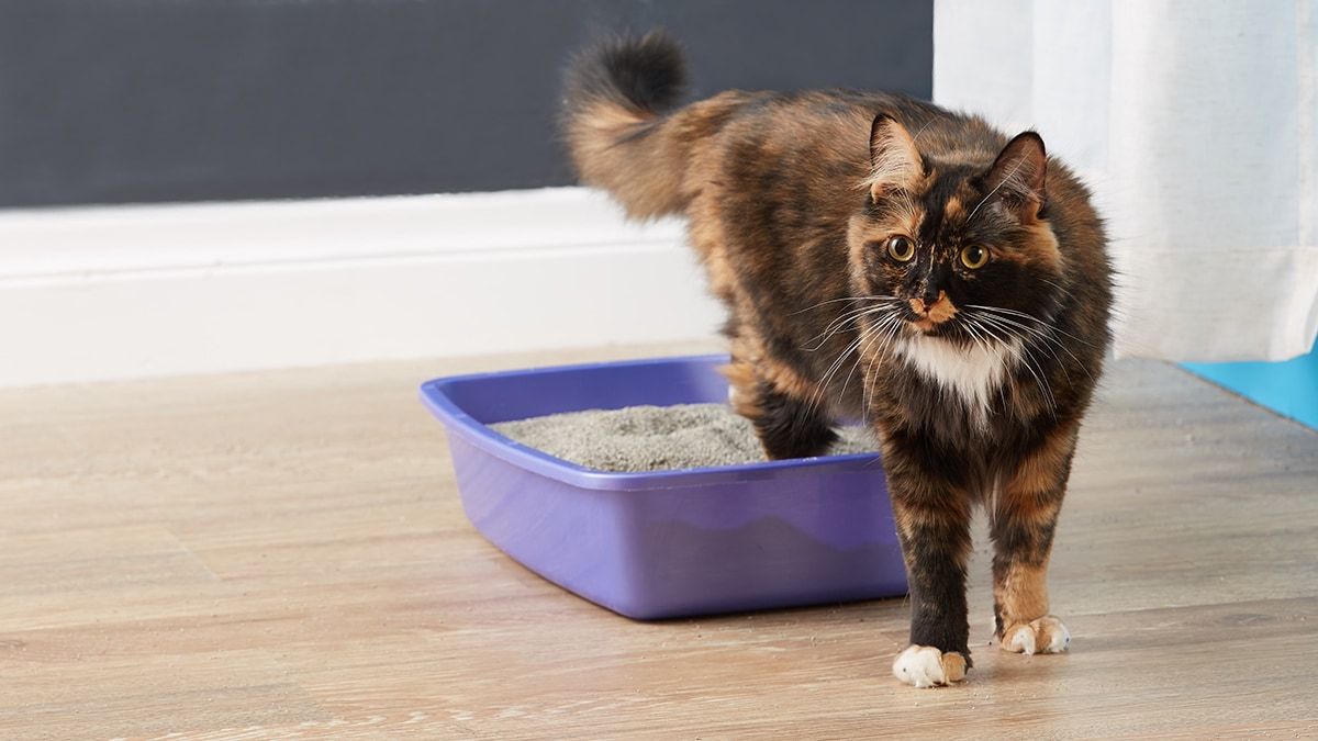 Buying Guide How to Choose the Best Cat Litter Box for Your Pet BeChewy