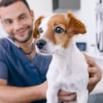 Dog Vaccinations: A Complete Guide