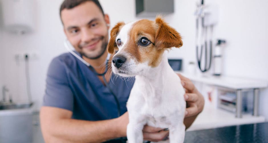 Dog Vaccinations Different Types, Schedules and Side Effects BeChewy