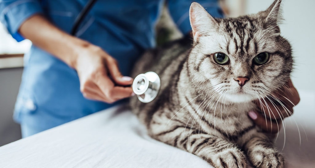 Cat Vaccinations: Everything You Need to Know