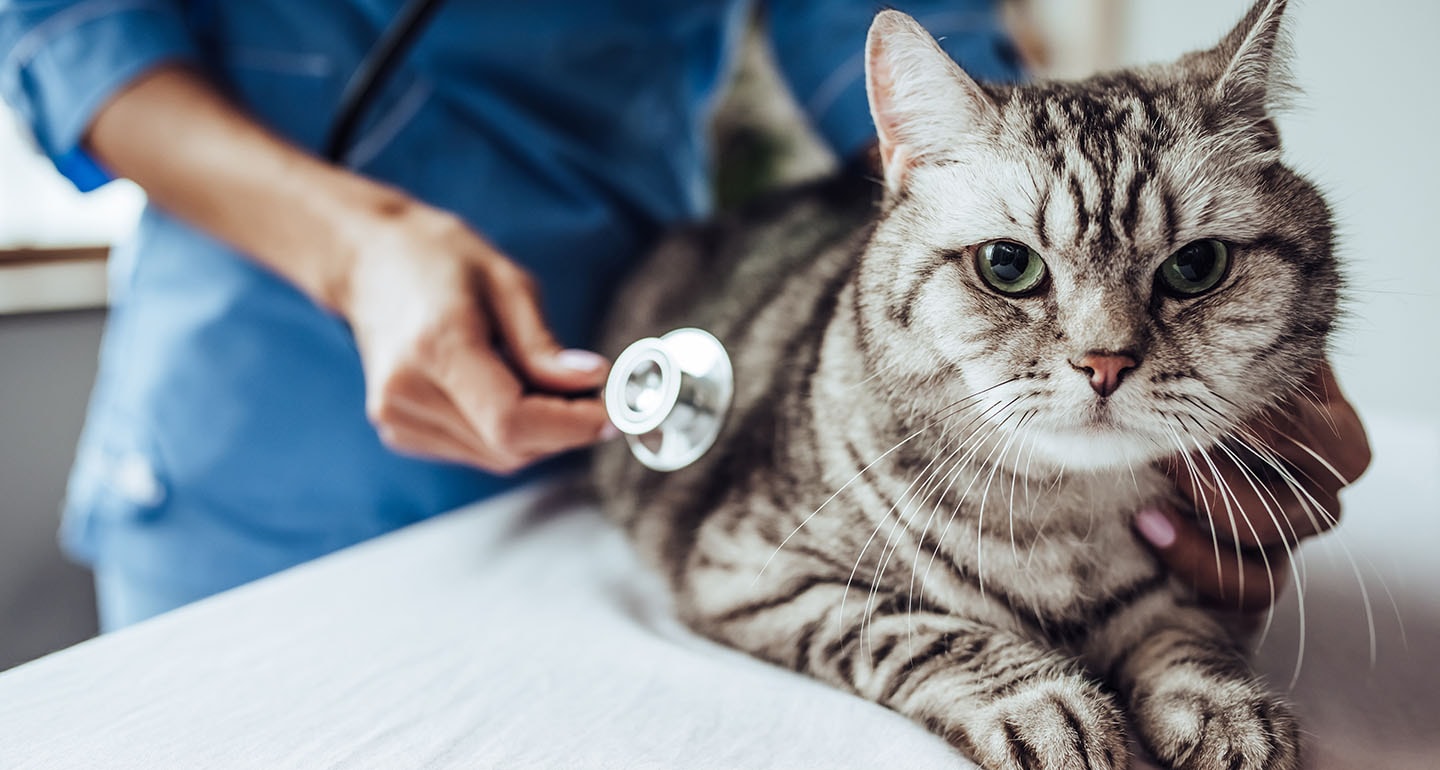 Cat is store sick after vaccination