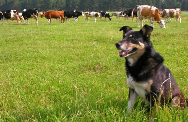 can a american eskimo dog graze cows