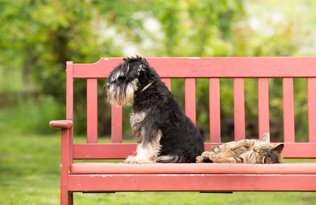 can a raised australian dog live with a cat