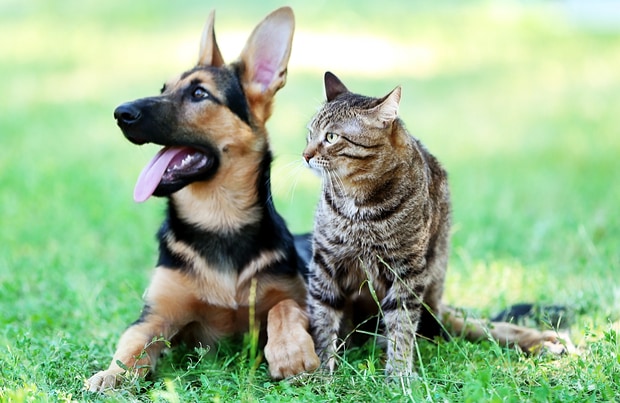 what breed of cat is most like a dog