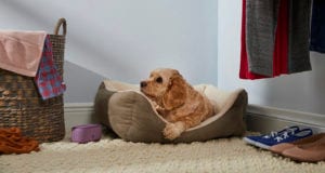 Alleviate Dog Anxiety by Creating a Zen Space for Your Pooch | BeChewy