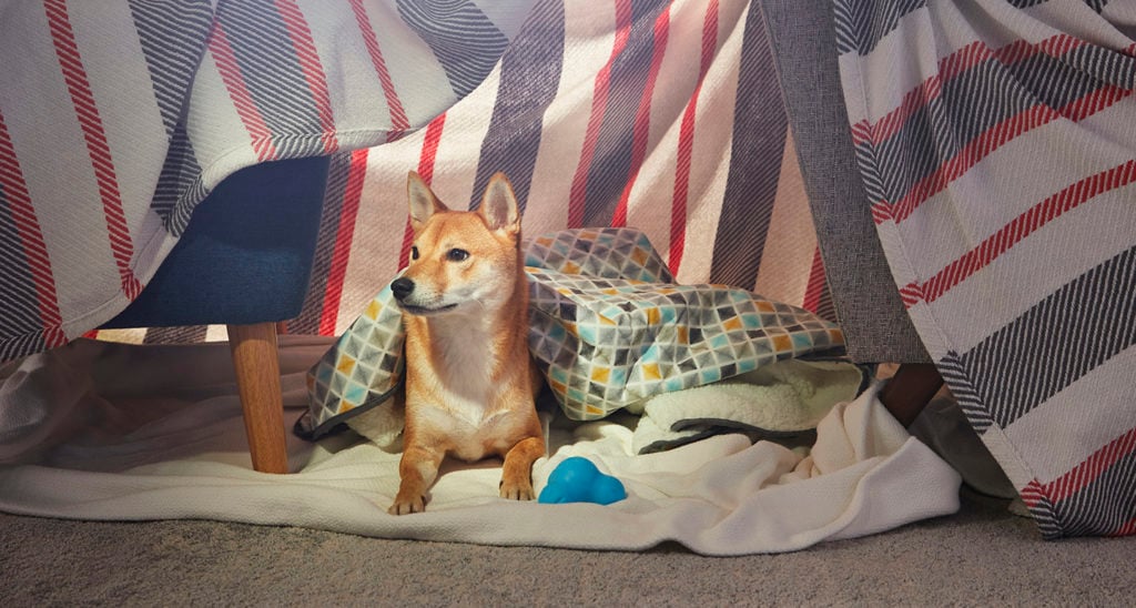 Turning a crate into a cosy den for your dog