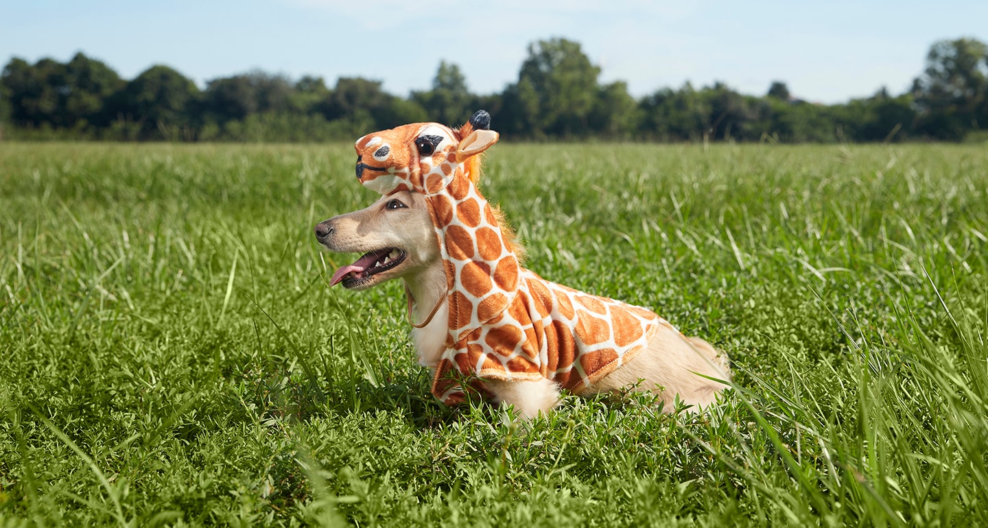 giraffe dog costume
