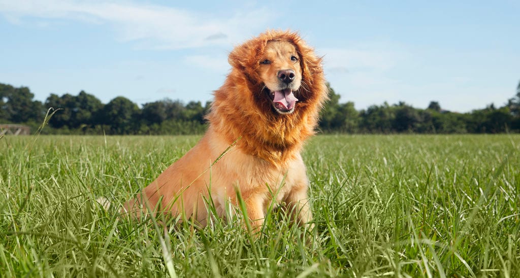 animal inspired dog costumes lion mane