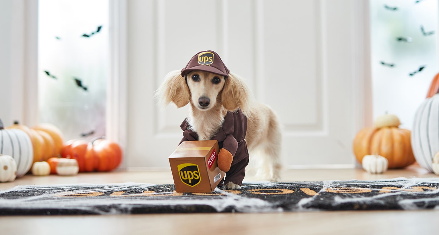 UPS driver small dog costume