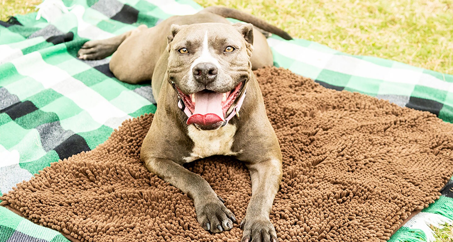 dog-mat-for-dog-park