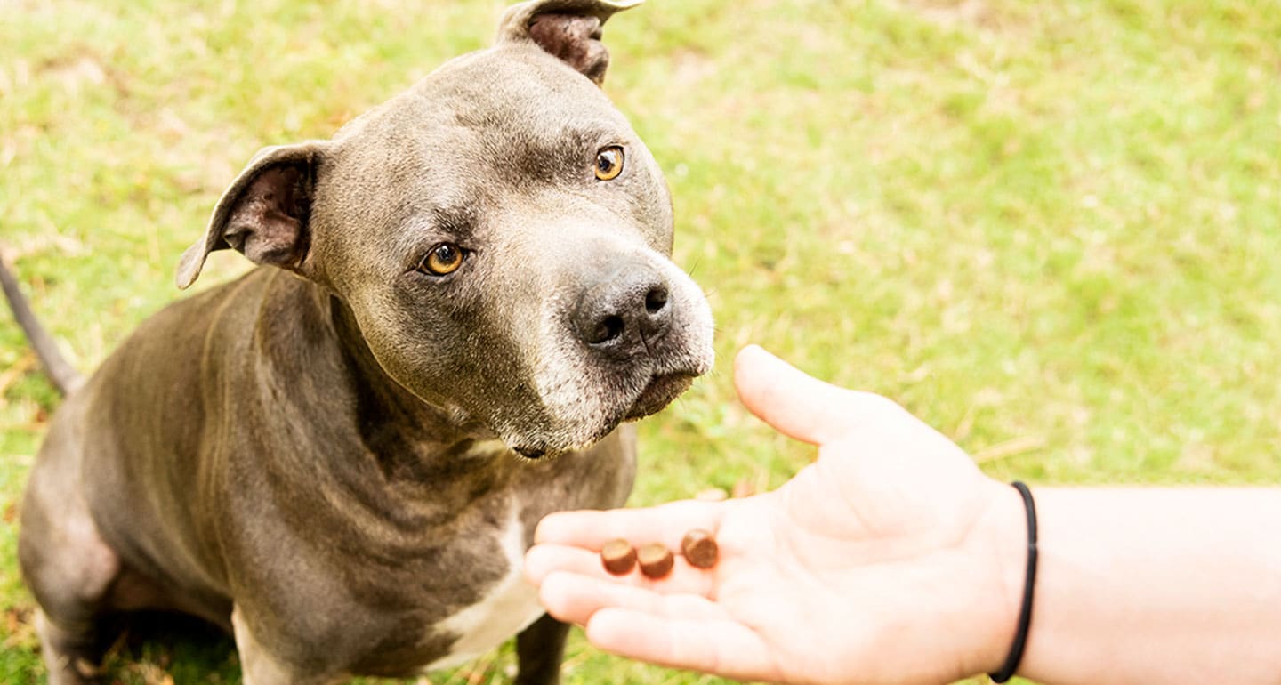 dog-treats-for-the-park