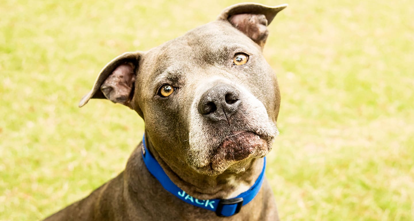 dog-id-collar