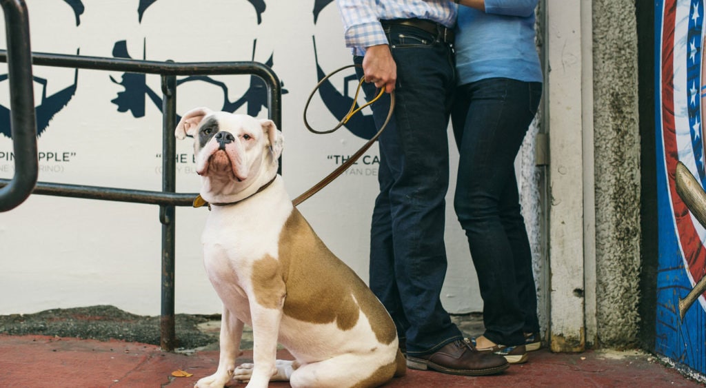 DogFriendly Vacations Across the United States BeChewy