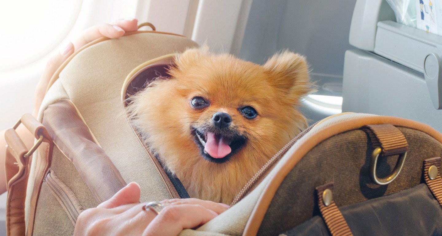 Little Birdie Secrets: airport car seat bag