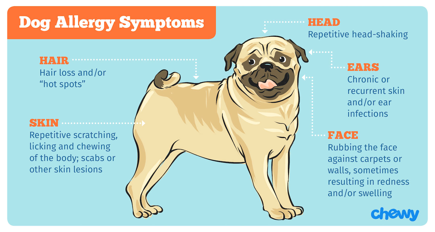 What are the symptoms of a dog with allergies