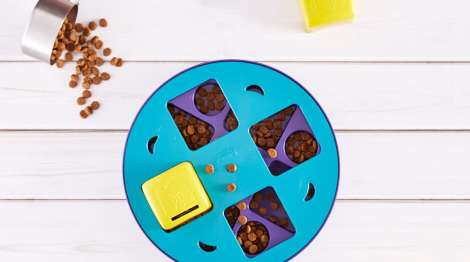 7 Ways to Bond with a Shy Dog BeChewy