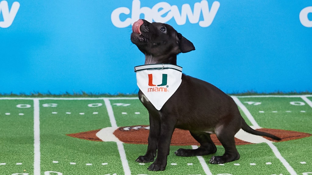 nfl pet jerseys