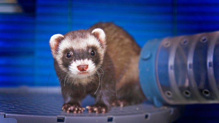 Animals That Look Like Ferrets | BeChewy
