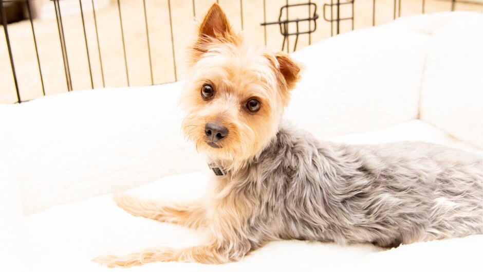 dog-enclosures-when-to-use-a-dog-pen-versus-a-dog-crate-bechewy