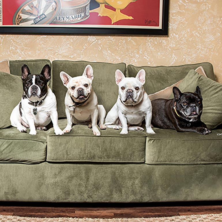 Frenchies