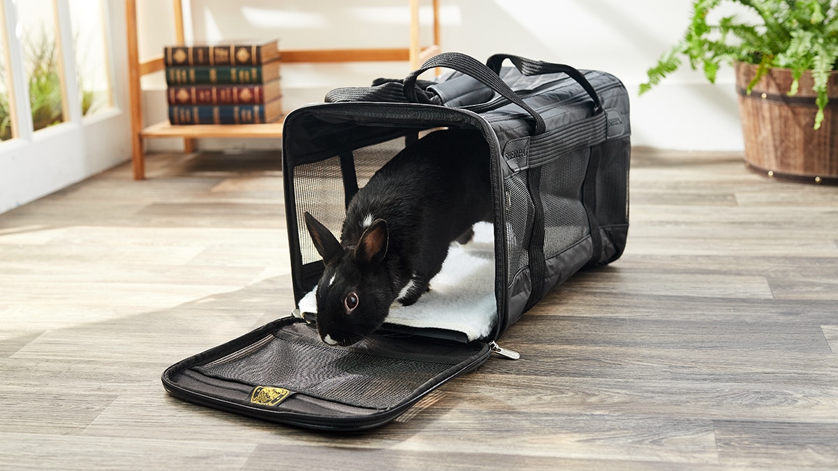 5 Airline-Approved Small Pet Carriers | BeChewy