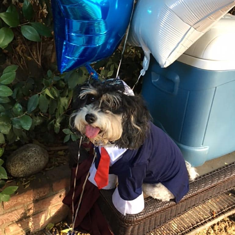 Bark Mitzvahs