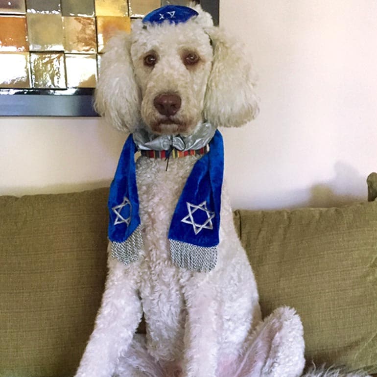 Bark Mitzvahs