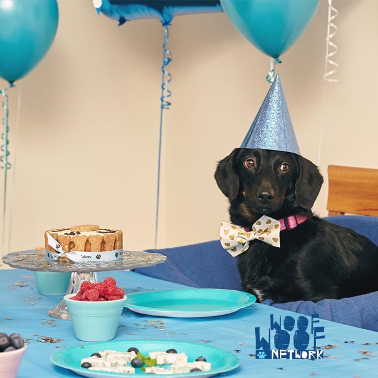 Pupfessional Affairs