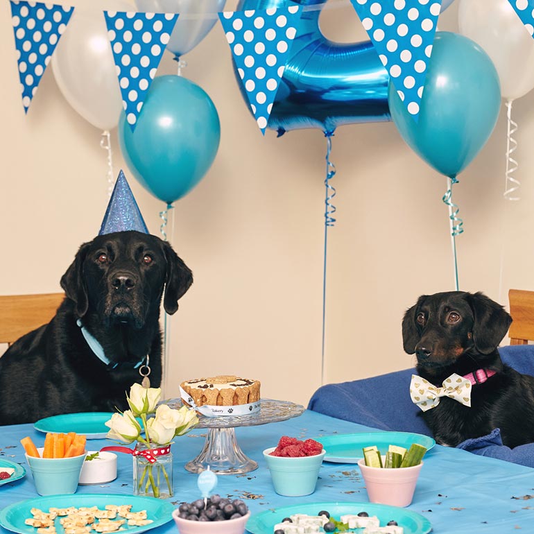 Pupfessional Affairs