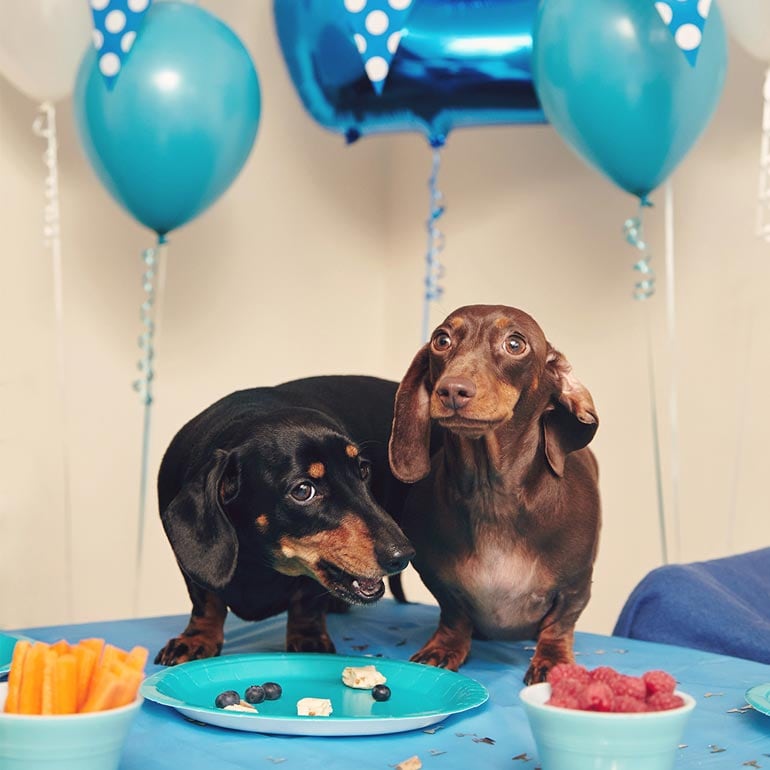 Pupfessional Affairs