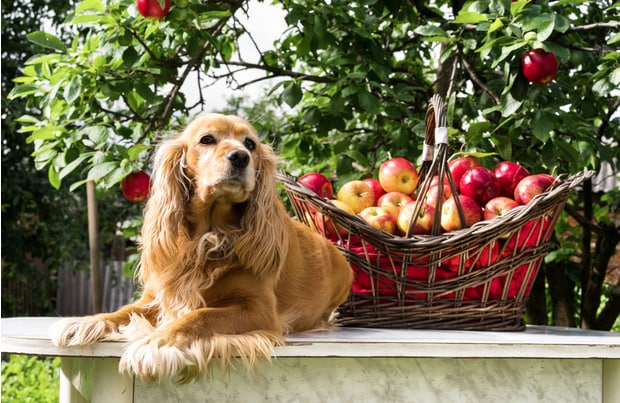 7-Dog Friendly Apple Orchards | BeChewy