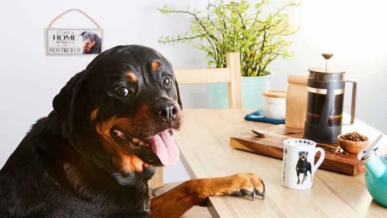 Is whole grain outlet bread good for dogs