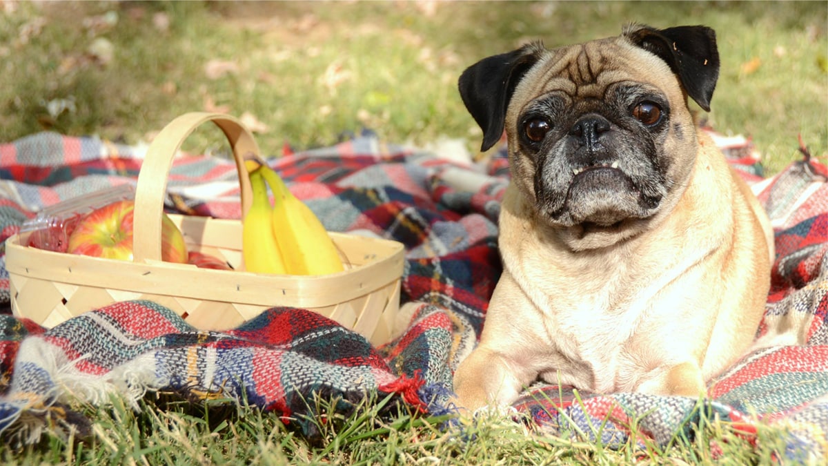Planning for a Picnic With Dogs