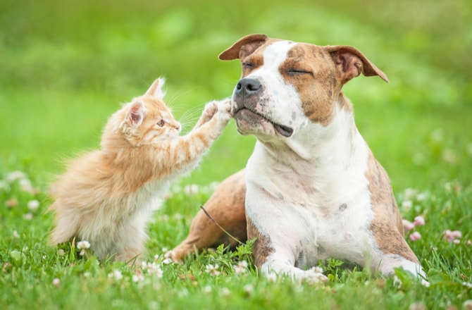 are cats senses better than dogs