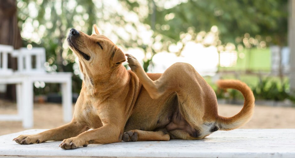 Allergy Meds for Dogs What Can I Give My Dog for Allergies? BeChewy