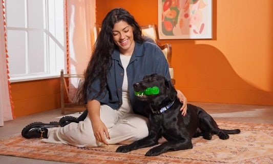 how to stop a dog from chewing