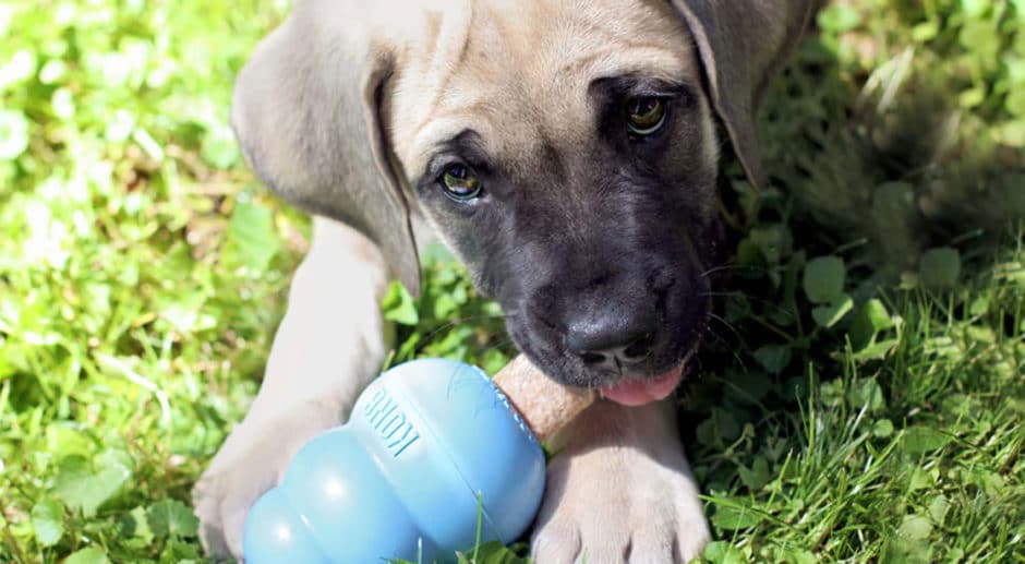 How to Choose the Right KONG for Your Dog | BeChewy