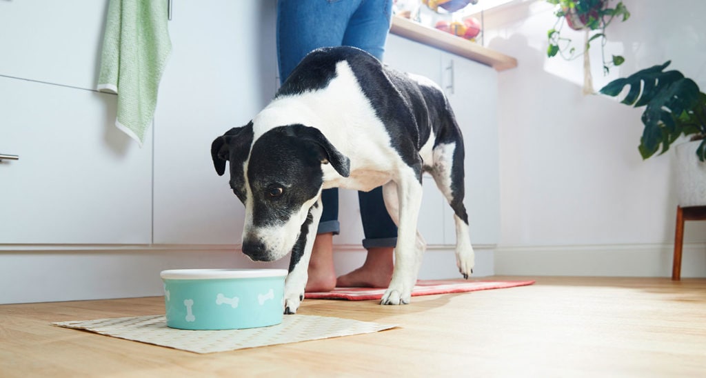 what is the best food to feed a dog with cancer