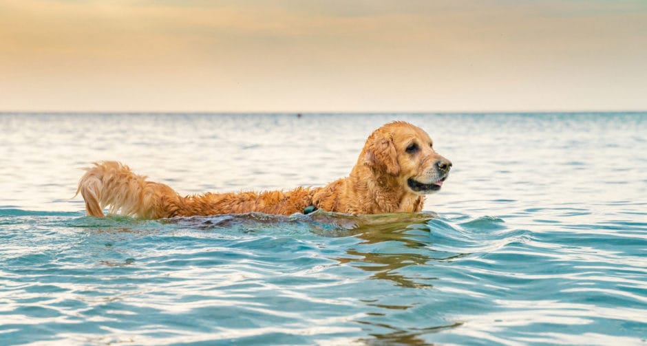 11 Dog Breeds That Love to Swim BeChewy