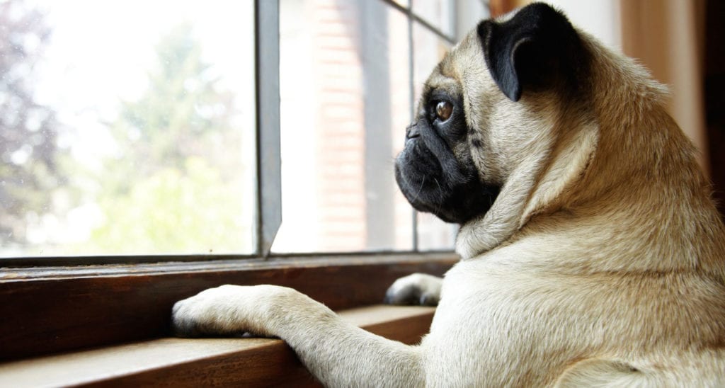 what dog breeds are prone to anxiety