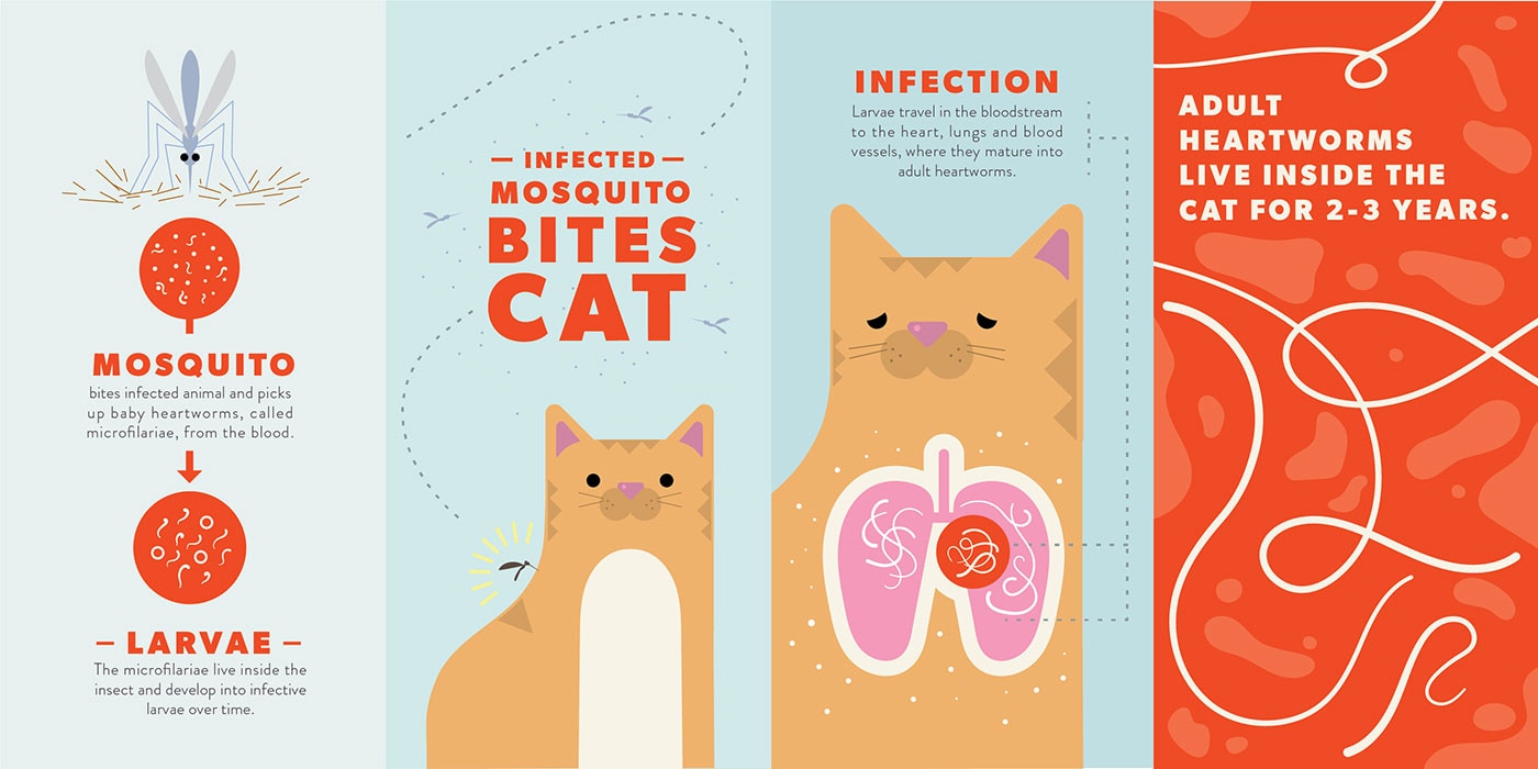 Heartworm in Cats Signs, Diagnosis, Treatment and Prevention BeChewy