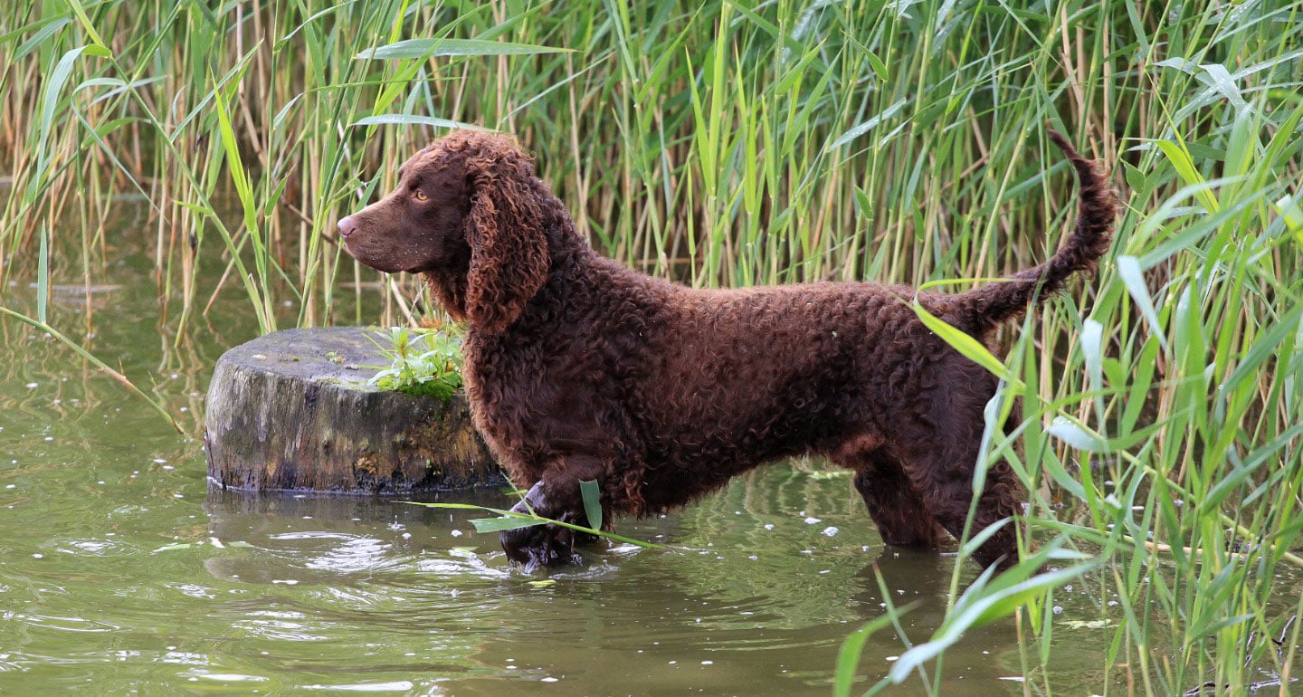 11 Dog Breeds That Love to Swim | BeChewy