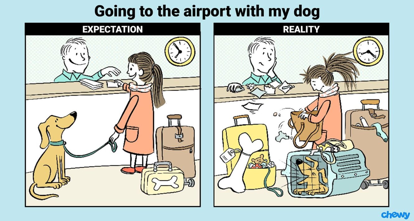 Traveling With Your Dog Expectation Vs Reality Bechewy